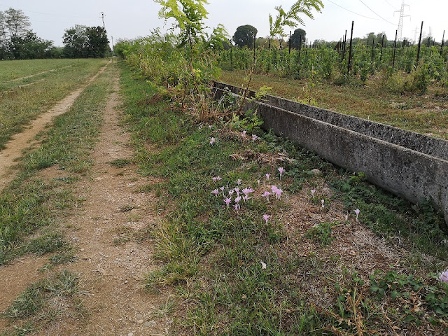 Stradina di campagna e fiori autunnali