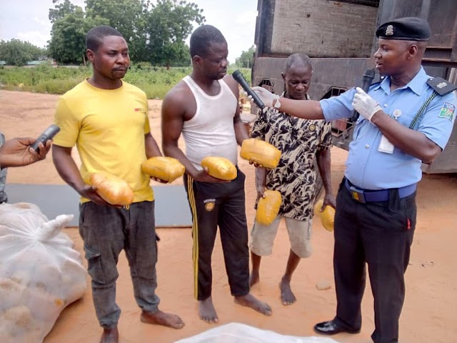 Four Suspects Apprehended as Police Intercept Trucks Loaded with Cannabis Valued at Over N600 Million and 7,500 Live Cartridges in Kebbi