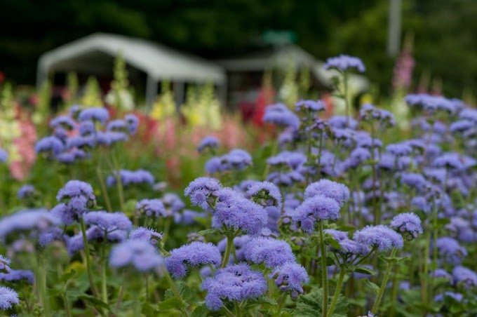 Cvijeće Ageratum (bijela trava; cvijet konac) 