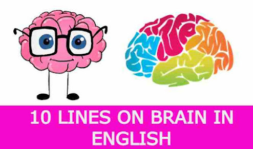 10 Lines on Brain in English