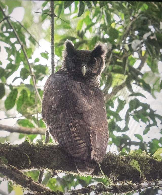 Coruja gigante e rara faz sua primeira aparição pública em 150 anos