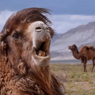 Camellos de referencia. Concurso de belleza.