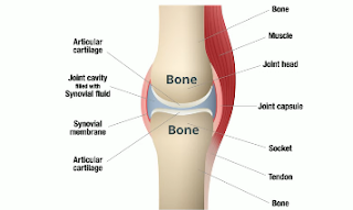 synovial joint