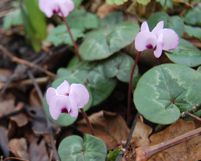 cyclamen in de tuin