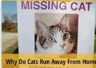 Reasons why cats run away from home