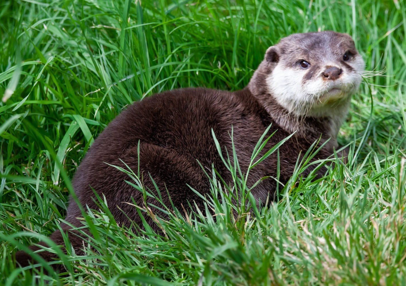 Otters: The "superheroes" of climate change