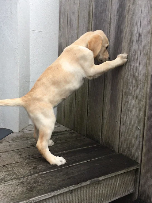 Upon its unexpected return home after over 6 months of being missing, the lost dog found an empty house devoid of a warm welcome, with no one present to reunite with.