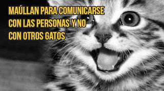 Curiosidades sobre gatos