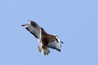 Common Buzzard