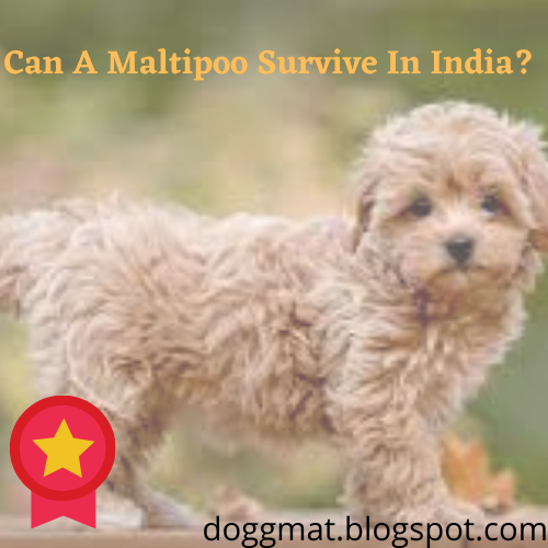 Can A Maltipoo Survive In India? know the hidden secret now