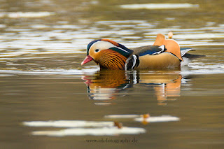 Wildlifefotografie Schloss Petzow Haussee Mandarinente