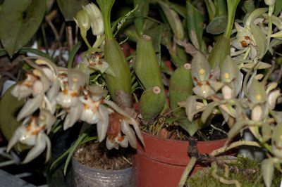 Coelogyne beccarii - Becarri's Coelogyne care