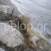  Πάτρα: Νεκρή αγελάδα ξεβράστηκε στην Παραλία
