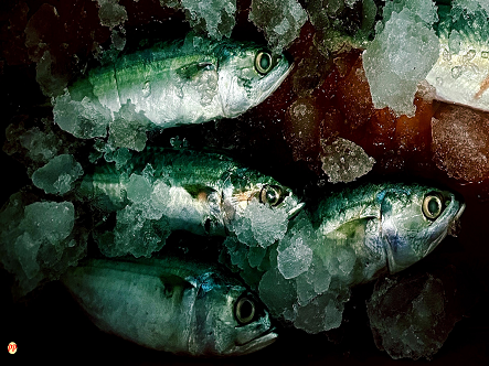 Update Harga Ikan Kembung per 1 Kg (Segar dan Frozen) di Pasaran
