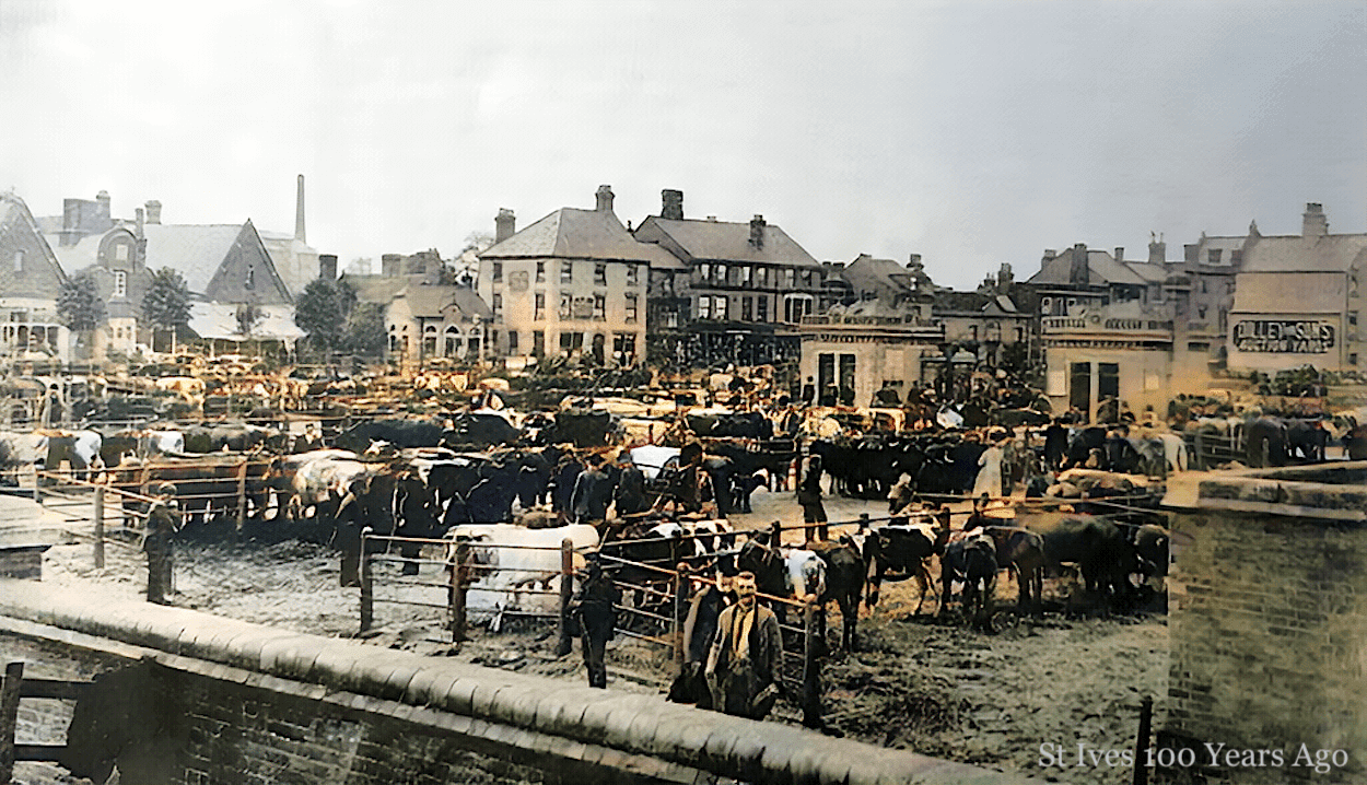 Cattle market, St Ives 1890s Cattle market, St Ives 1890s