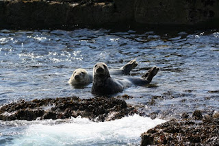 Three groups of pinnipeds are seals, sea lions, and walruses. Their biology is unique, and that along with fossils defy evolution and affirm creation.