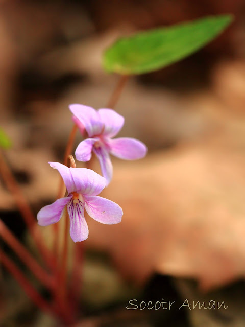 Viola violacea