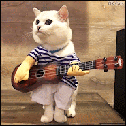 Funny Cat GIF • Famous "Coffee the cat" is going to play guitar and sing a little song: "♫ ♪ There no foood in my booowl, feeed me pleaaase! ♪ ♫ "