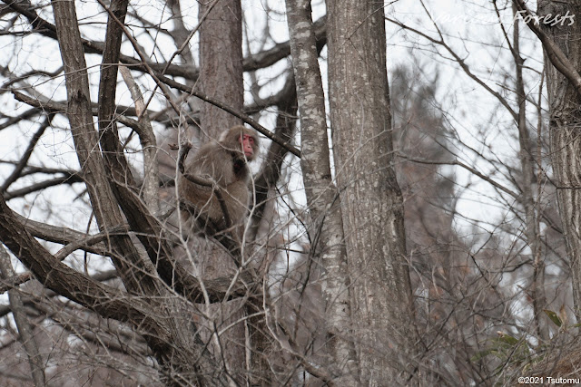 Japanese macaque on a tree
