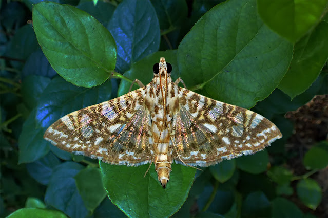 Glyphodes onychinalis