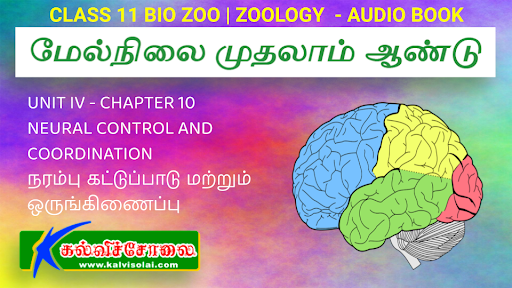 kalvisolai-kalviseihi-padasalai-kalvikural-kaninikkalvi-CLASS 11 ZOOLOGY | CHAPTER 10 NEURAL CONTROL AND COORDINATION - நரம்பு கட்டுப்பாடு மற்றும் ஒருங்கிணைப்பு |  BOOK BACK 1 MARK MCQ | ONLINE TEST | KALVISOLAI | AUDIO BOOK.