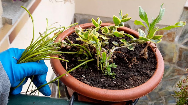 Cuaderno de campo de una Jardinera día nº 6: "Rejuvenecimiento vinca."