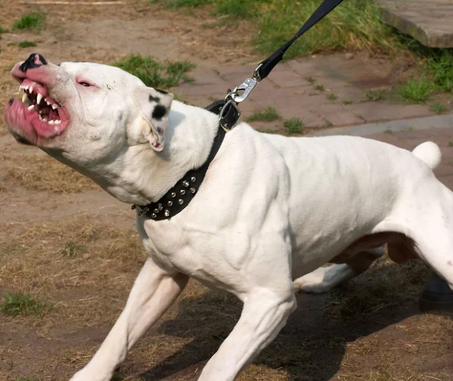 Defender of XL Bully Attacked: Shocking Turn of Events for Dog Owner
