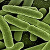 Methylocella silvestris, bacteria que se alimenta de metano
