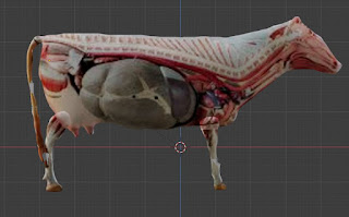 Cow animal anatomy rigged free 3d models fbx obj blend