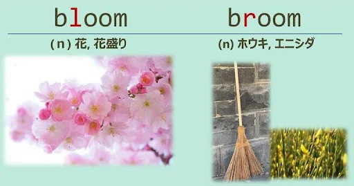 bloom, broom, スペルが似ている英単語