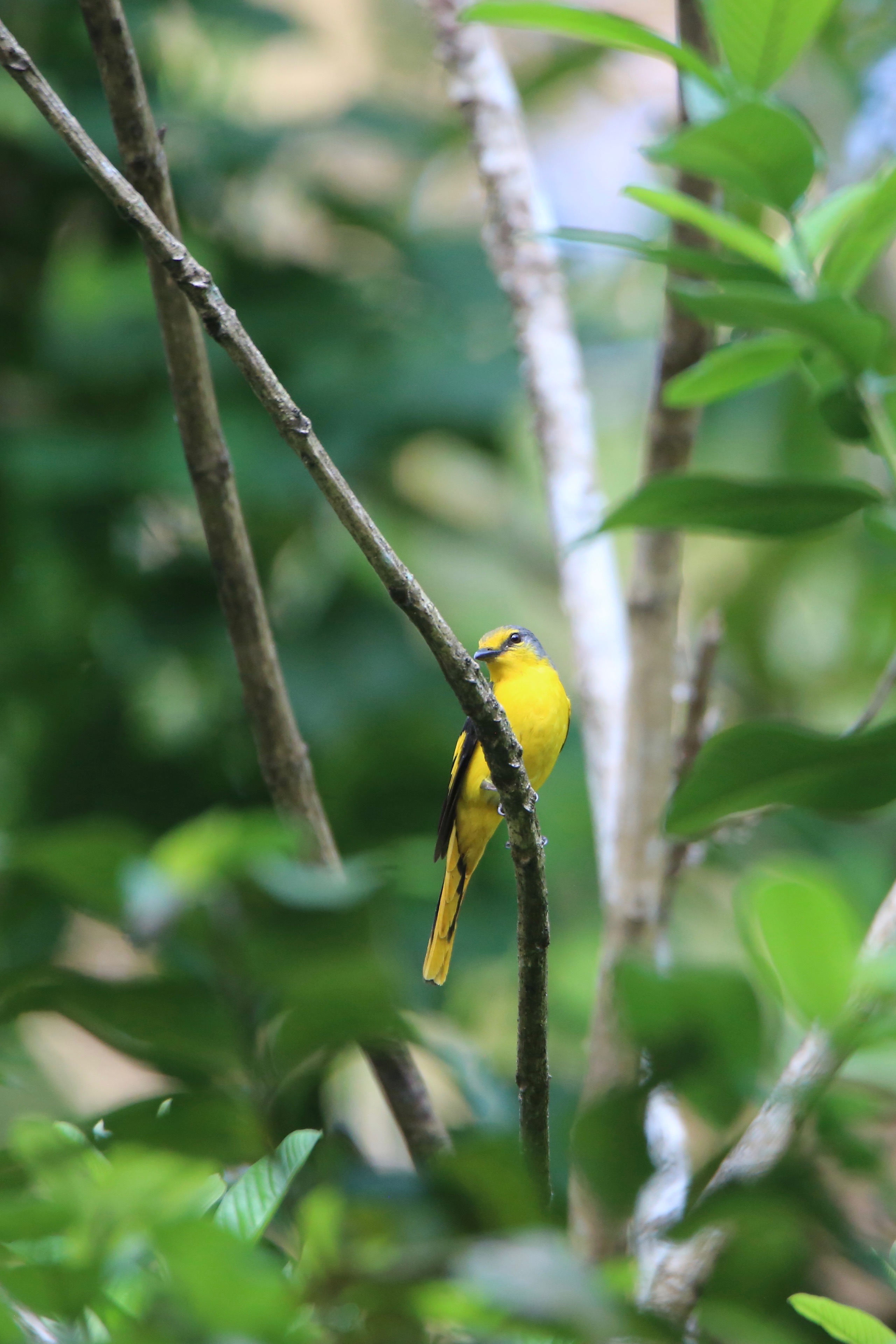 Orange Minivet Male and Female high resolution images free