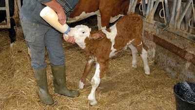 Why is colostrum important for beef calves?