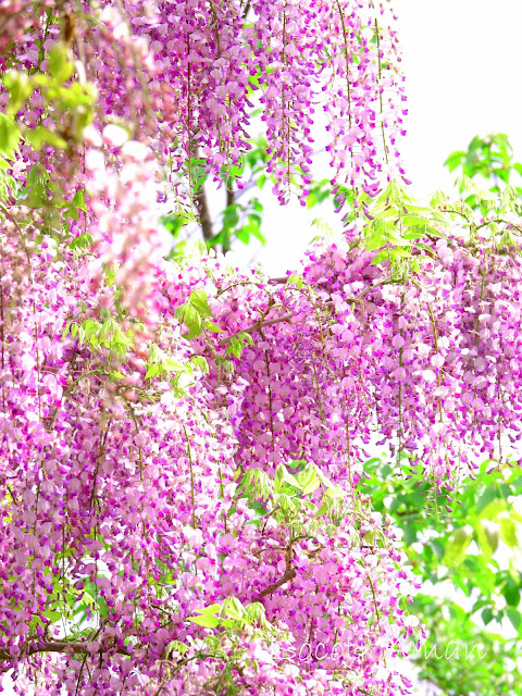 Wisteria floribunda