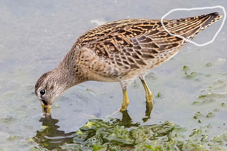 A bird drinking from the water

AI-generated content may be incorrect.