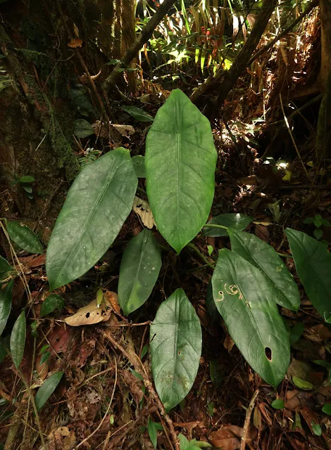 บอนเอาะลาย Alocasia perakensis