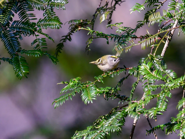 Unexpected things about Goldcrest Bird