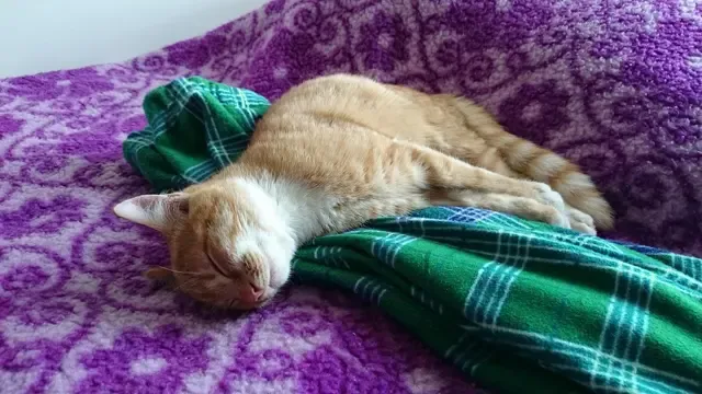 Why Do Cats Sleep So Much?