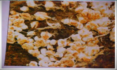Disease of mushroom
