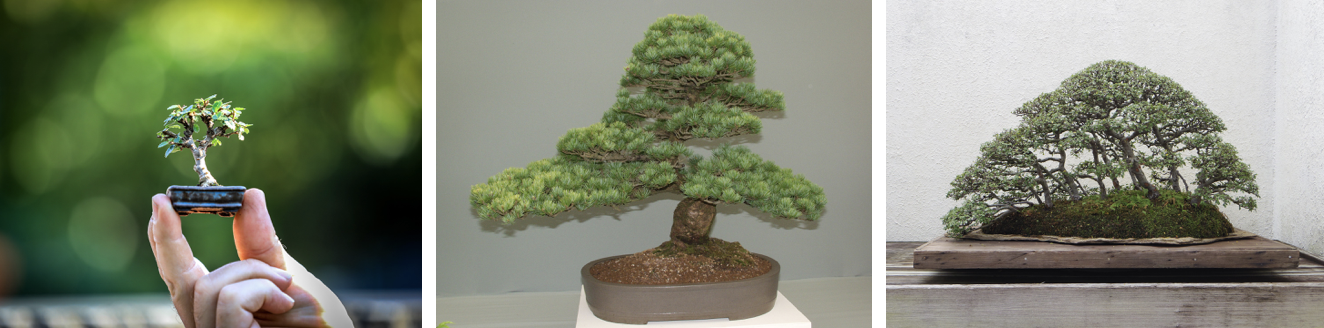 Bonsai Praxisblog