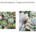 7 types of succulent plants