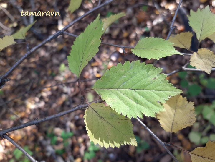 Вишня Максимовича / Черёмуха Максимовича (Cerasus maximowiczii, =Prunus maximowiczii, =Padus maximowiczii)