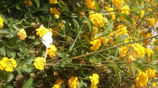μια πεταλούδα στη λαντάνα (φ.Μ.κυμάκη)