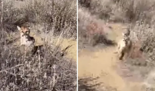 Viral Video: The lion started chasing the man who went out for a walk on the mountain! Showed such cunning that the animal ran away by pressing its tail