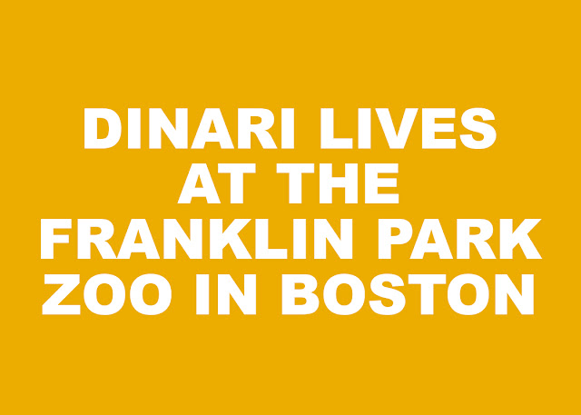 DINARI LIVES AT THE FRANKLIN PARK ZOO BOSTON