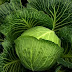 Is cabbage good for a Diabetic person? 