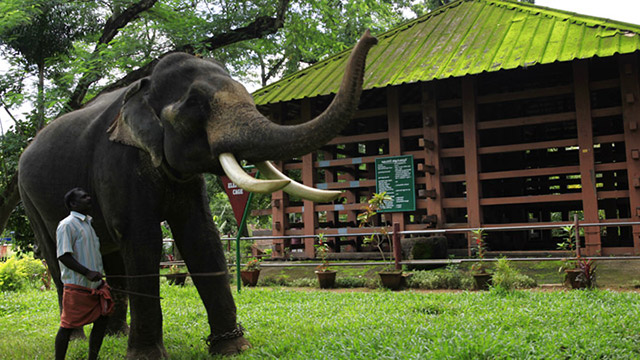 Konni elephant training centre