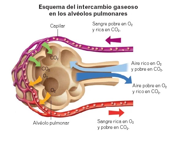 El intercambio gaseoso