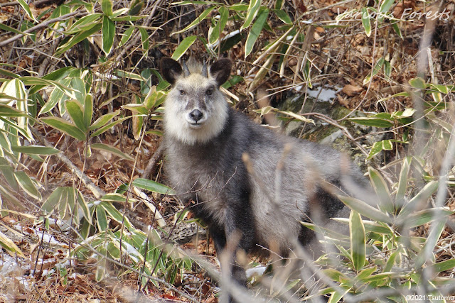 Another Japanese serow