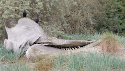 Sperm Whale skull in Dublin Zoo.