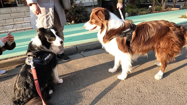 保護犬 ボーダーコリー トーマ 小谷流の里ドギーズアイランド